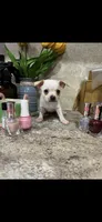 Tiny white prince, a male Chihuahua for sale in Hendrix, OK – 5 of 7