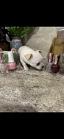 Tiny white prince, a male Chihuahua for sale in Hendrix, OK – 4 of 7