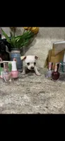 Tiny white prince, a male Chihuahua for sale in Hendrix, OK – 2 of 7