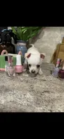 Tiny white prince, a male Chihuahua for sale in Hendrix, OK – 3 of 7