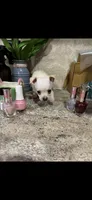Tiny white prince, a male Chihuahua for sale in Hendrix, OK – 6 of 7