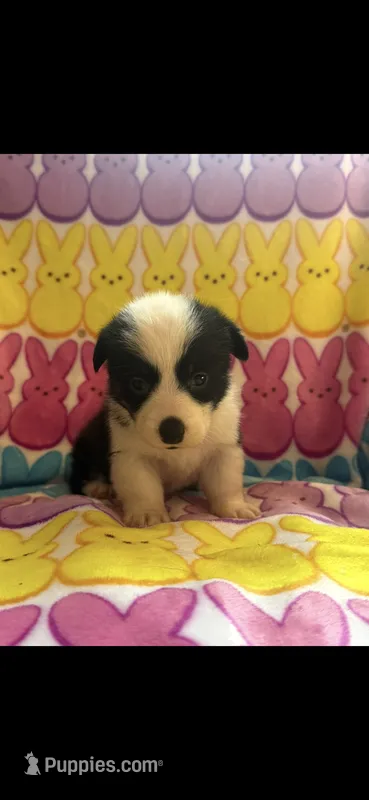 Morgan – Pembroke Welsh Corgi puppy for sale in Hendrix, OK