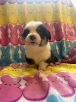 Gabe, a male Pembroke Welsh Corgi for sale in Hendrix, OK – 4 of 5