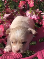 Jake (longhair), a male Chihuahua for sale in Hendrix, OK – 3 of 8
