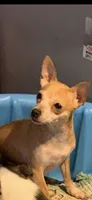 Prim Rose, a female Chihuahua for sale in Hendrix, OK – 2 of 6