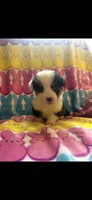Vinny, a male Pembroke Welsh Corgi for sale in Denison, TX – 3 of 4