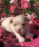 Jake (longhair), a male Chihuahua for sale in Hendrix, OK – 8 of 8