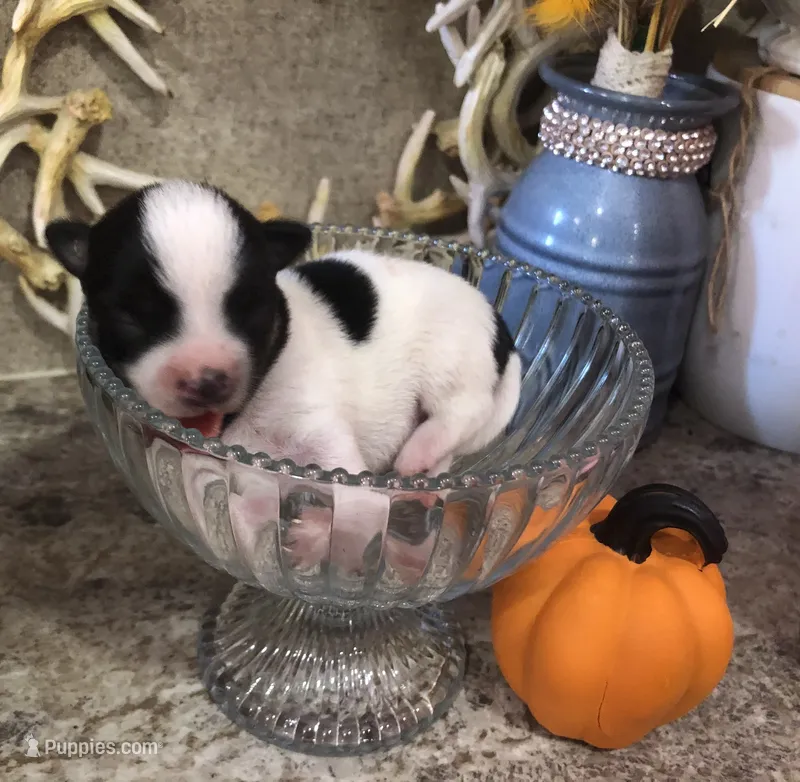 Gabe – Chihuahua puppy for sale in Hendrix, OK
