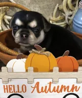 Reba, a female Chihuahua and Pekingese for sale in Hendrix, OK – 1 of 3