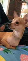 Prim Rose, a female Chihuahua for sale in Hendrix, OK – 5 of 6