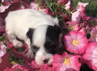 Jed (longhair), a male Chihuahua for sale in Hendrix, OK – 7 of 9