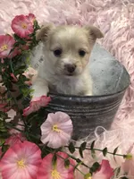 Tiny fluffball jake, a male Chihuahua for sale in Hendrix, OK – 4 of 10