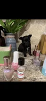 Tiny tiny tiny knight LH, a male Chihuahua for sale in Hendrix, OK – 8 of 8