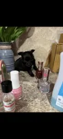 Tiny tiny tiny knight LH, a male Chihuahua for sale in Hendrix, OK – 4 of 8