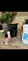 Tiny tiny tiny knight LH, a male Chihuahua for sale in Hendrix, OK – 6 of 8