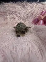 Olivia, a female Chihuahua for sale in Hendrix, OK – 2 of 5