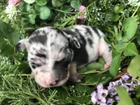 Tiny Merle SH, a male Chihuahua for sale in Hendrix, OK – Photo 1 of 3