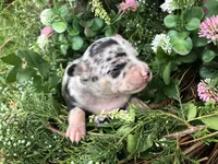 Tiny Merle SH, a male Chihuahua for sale in Hendrix, OK – Photo 2 of 3