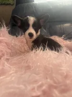 George, a male Pembroke Welsh Corgi for sale in Hendrix, OK – 3 of 5