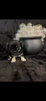 Unique lil shadow, a female Chihuahua and Pekingese for sale in Hendrix, OK – 6 of 9