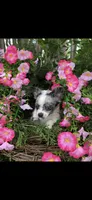 Tiny tiny blue eyes, a male Chihuahua for sale in Hendrix, OK – 3 of 9