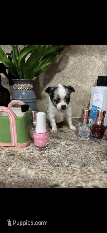 Tiny tiny tiny merle LH – Chihuahua puppy for sale in Hendrix, OK