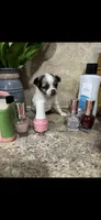 Tiny tiny tiny merle LH, a female Chihuahua for sale in Hendrix, OK – 3 of 4