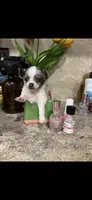 Tiny tiny tiny merle LH, a female Chihuahua for sale in Hendrix, OK – 2 of 4