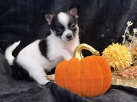 Tiny Tiny Gabe, a male Chihuahua for sale in Hendrix, OK – 3 of 3