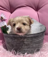 Tiny fluffball jake, a male Chihuahua for sale in Hendrix, OK – 8 of 10