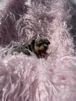Oliva, a female Chihuahua for sale in Hendrix, OK – 4 of 5