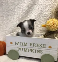Super tiny LH sky with one blu eye, a female Chihuahua for sale in Hendrix, OK – 3 of 5