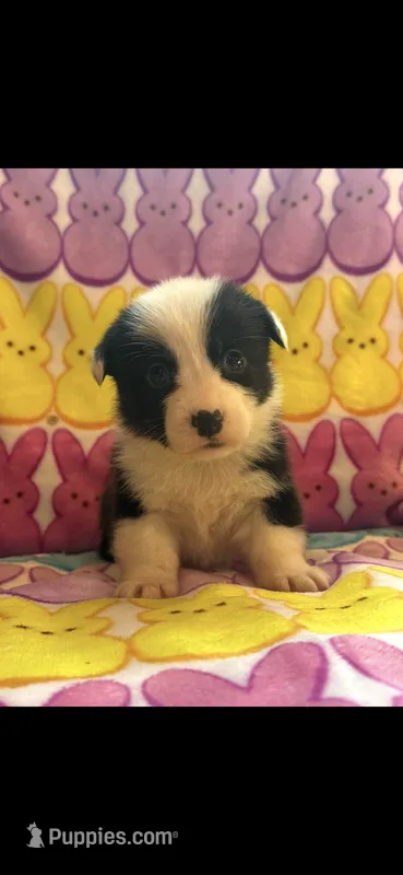 Allie – Pembroke Welsh Corgi puppy for sale in Hendrix, OK
