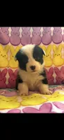 Allie, a female Pembroke Welsh Corgi for sale in Hendrix, OK – 1 of 6