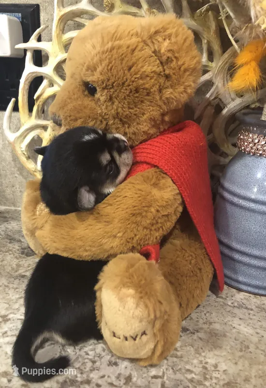 Reba – Chihuahua, Pekingese puppy for sale in Hendrix, OK