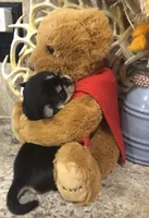 Reba, a female Chihuahua and Pekingese for sale in Hendrix, OK – 1 of 5