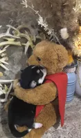 Reba, a female Chihuahua and Pekingese for sale in Hendrix, OK – 4 of 5