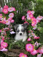 Tiny tiny blue merle, a male Chihuahua for sale in Hendrix, OK – 2 of 10
