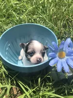 Tiny, tiny, tiny Merle LH, a male Chihuahua for sale in Hendrix, OK – Photo 3 of 5