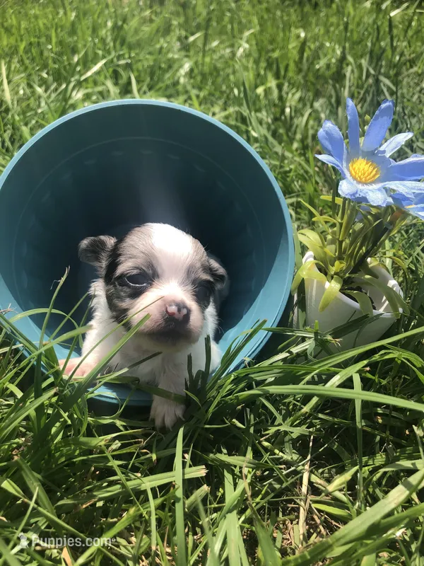Tiny, tiny, tiny Merle LH – Chihuahua puppy for sale in Hendrix, OK
