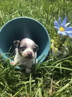 Tiny, tiny, tiny Merle LH, a male Chihuahua for sale in Hendrix, OK – Photo 1 of 5