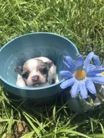 Tiny, tiny, tiny Merle LH, a male Chihuahua for sale in Hendrix, OK – Photo 5 of 5