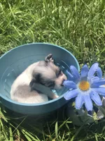 Tiny, tiny, tiny Merle LH, a male Chihuahua for sale in Hendrix, OK – Photo 4 of 5