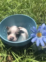 Tiny, tiny, tiny Merle LH, a male Chihuahua for sale in Hendrix, OK – Photo 2 of 5