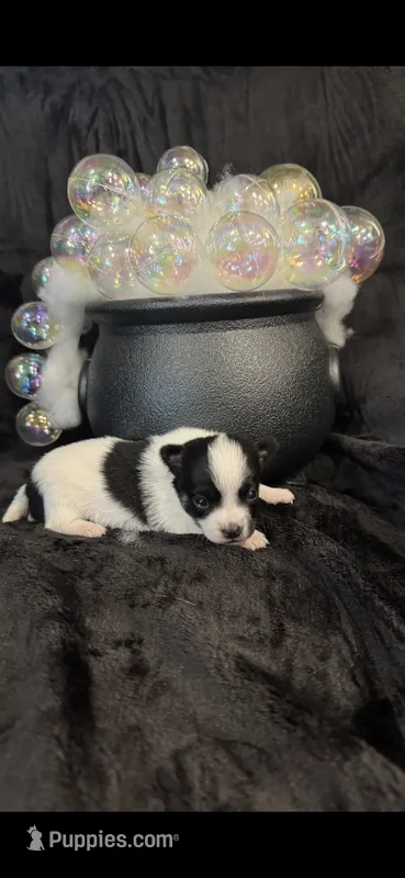 Gabe – Chihuahua puppy for sale in Hendrix, OK