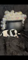 Gabe, a male Chihuahua for sale in Hendrix, OK – 1 of 6