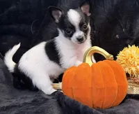Gabe, a male Chihuahua for sale in Hendrix, OK – 2 of 5