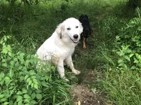 Guardian, a male Anatolian Shepherd Dog and Great Pyrenees for sale in Hendrix, OK – 2 of 2