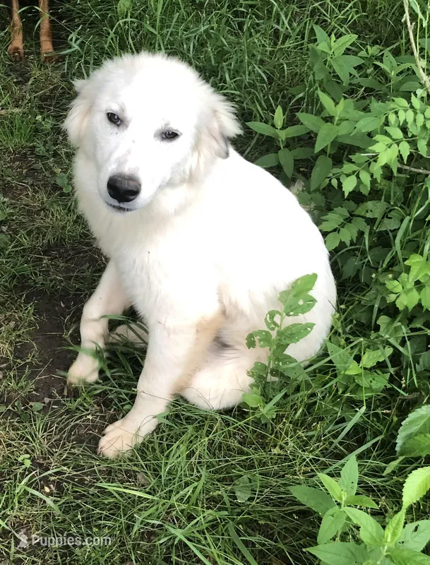 Guardian – Anatolian Shepherd Dog, Great Pyrenees puppy for sale in Hendrix, OK