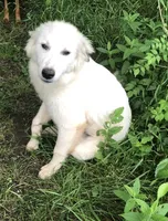 Guardian, a male Anatolian Shepherd Dog and Great Pyrenees for sale in Hendrix, OK – 1 of 2